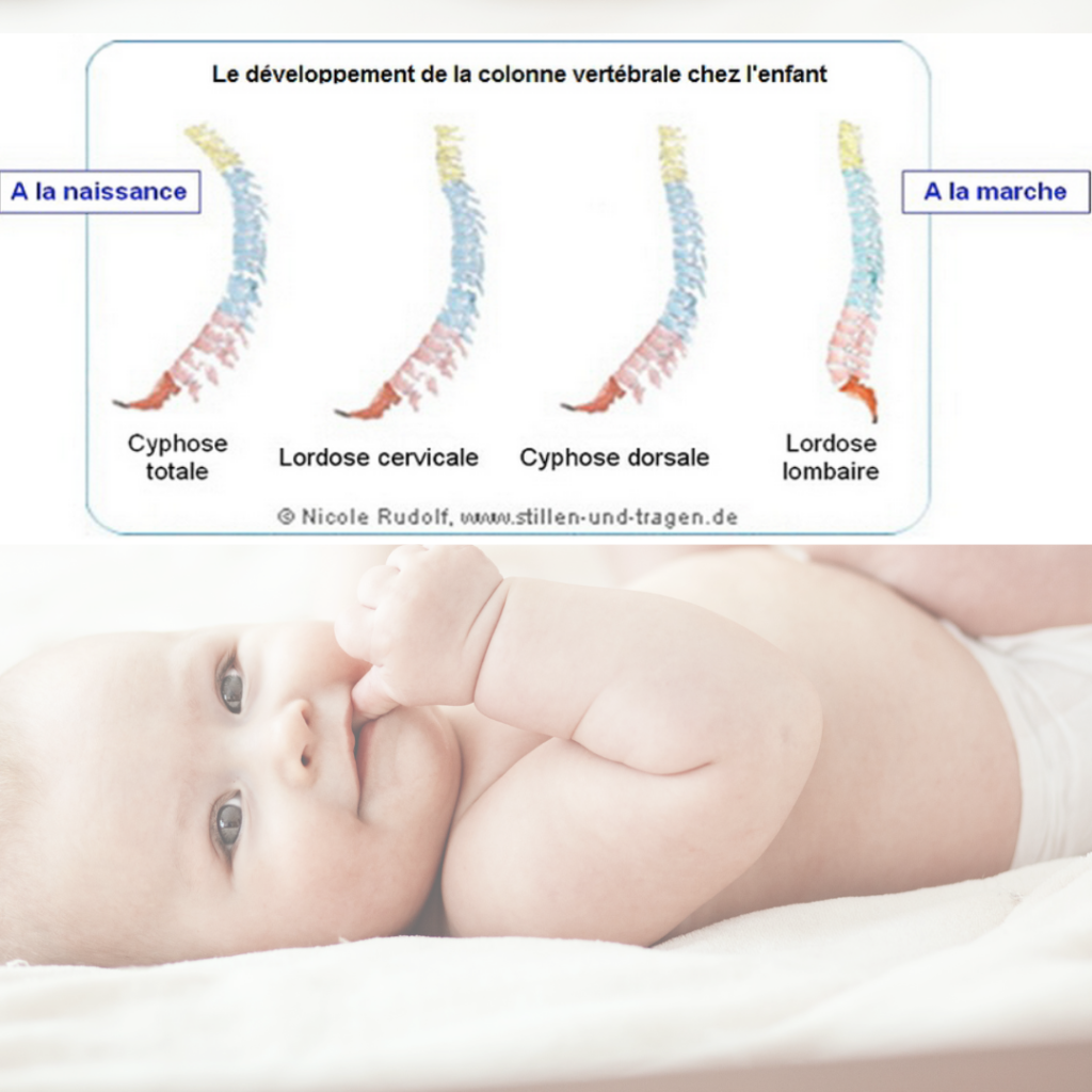 L'évolution de la courbe vertébrale